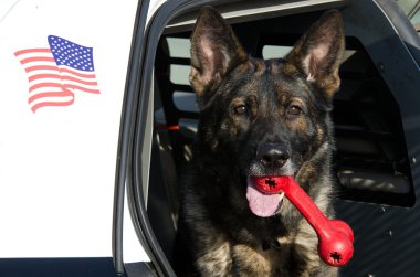 Polis Köpeği