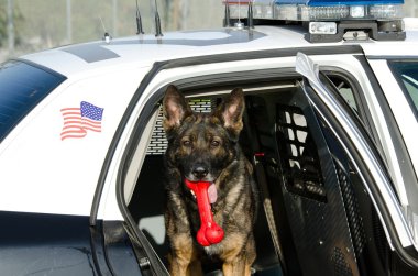 Polis Köpeği