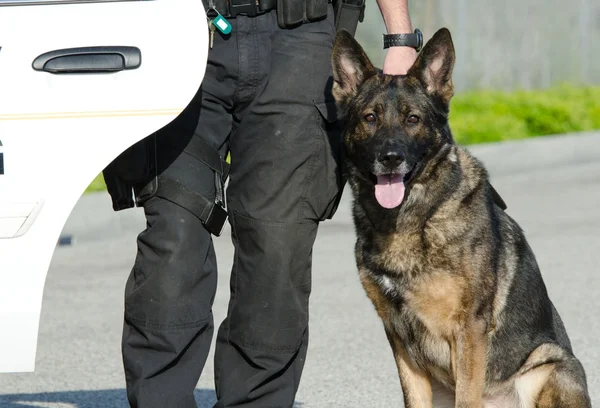 Cane poliziotto — Foto Stock