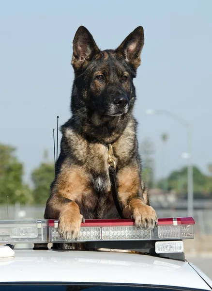 Policía perro — Foto de Stock