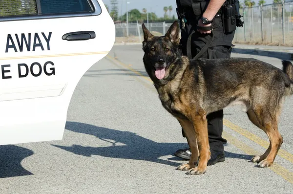 Policía perro — Foto de Stock