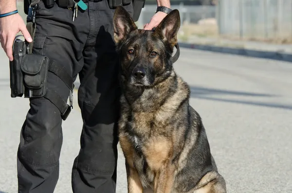 Собака полиции — стоковое фото