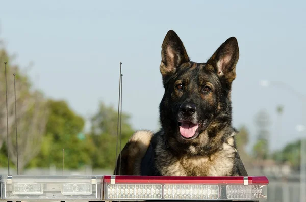 Policía perro — Foto de Stock