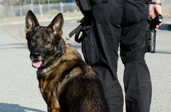 Policía perro — Foto de Stock