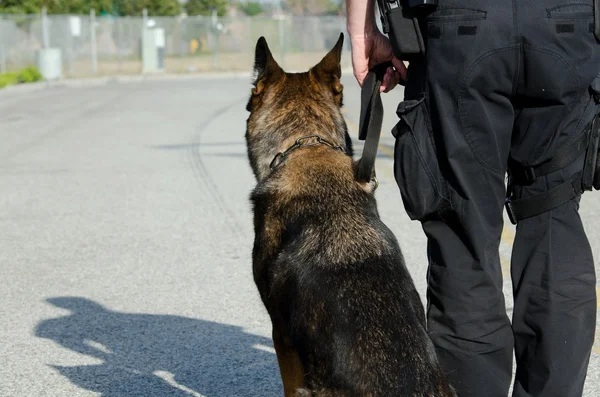 Politiehond — Stockfoto