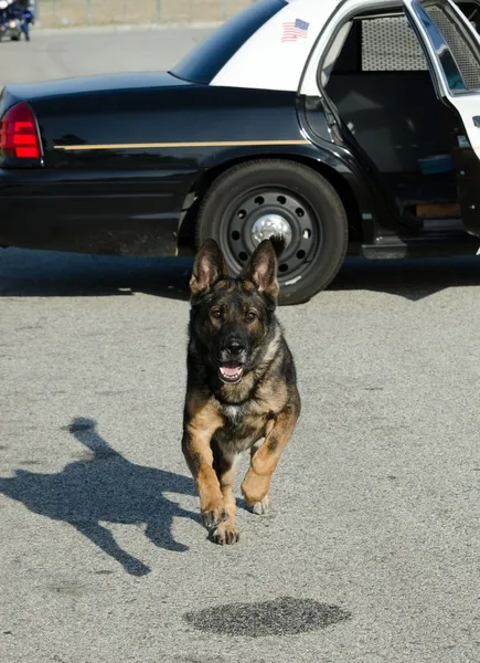 Policía perro — Foto de Stock