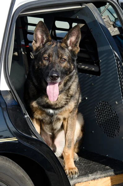 Cane poliziotto — Foto Stock