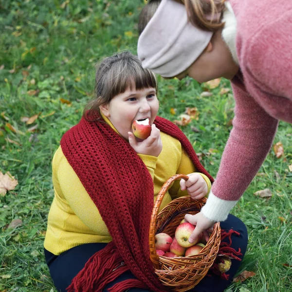 Kırmızı Eşarplı Obez Kız Çimenlerde Oturur Sonbaharda Elma Dolu Sepeti — Stok fotoğraf