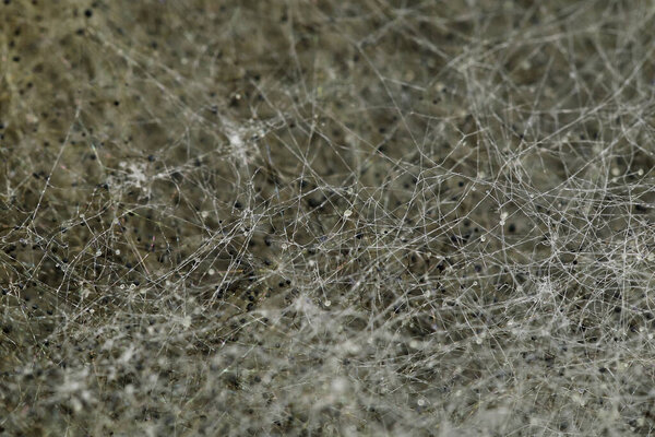 Selective focus, Texture background, white mold macro close-up, spores and threads of mold on surface