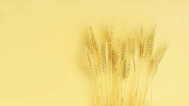 Sarı zemin üzerinde olgun buğday başakları ve yakın çekim alanı