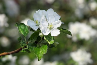 Seçici odak, güneşli bir günde beyaz çiçekli elma dalı