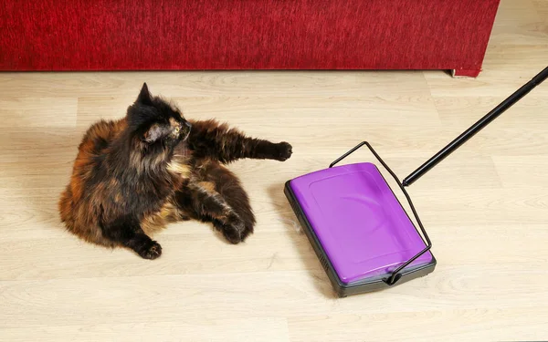 바닥에 고양이 쓰레기와 동물털을 청소하기 감미료 클로즈업 — 스톡 사진