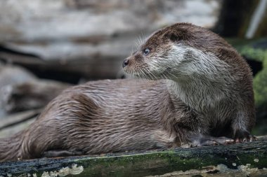 Şirin Avrasyalı su samurunun yakın plan portresi bir gölde.