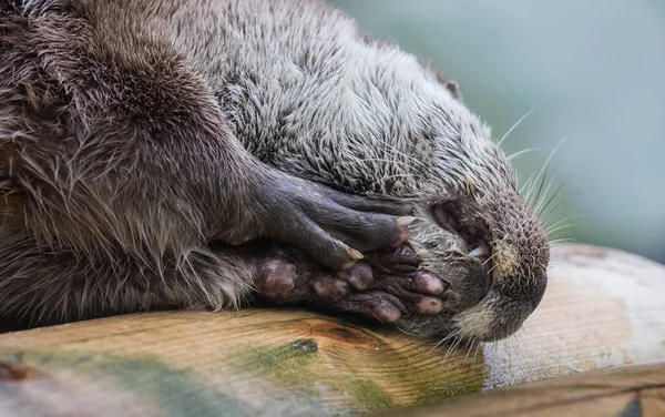 Close-up portret van schattig euraziatische otter is in een vijver — Stockfoto