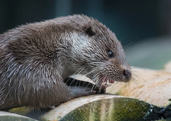 Close-up portret van schattig euraziatische otter is in een vijver — Stockfoto