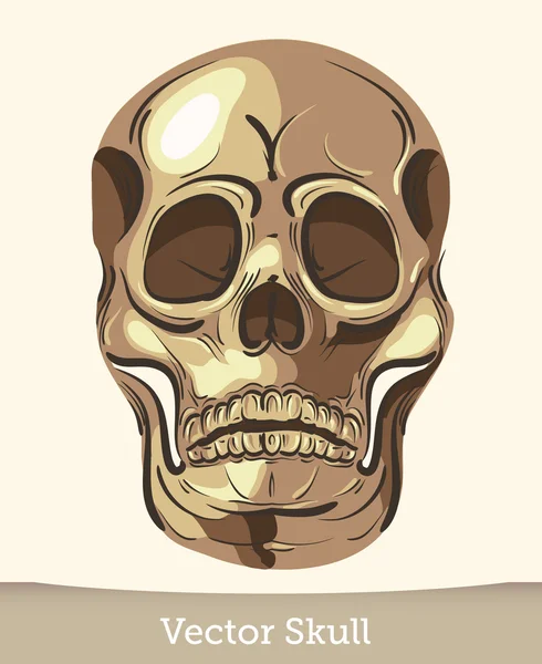 Векторный череп — стоковый вектор