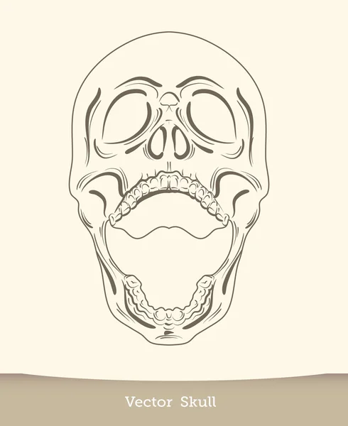 Cráneo de tinta vectorial — Archivo Imágenes Vectoriales