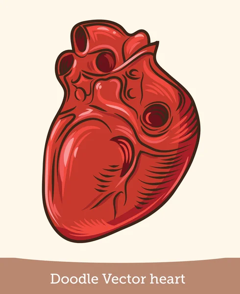 Coeur réaliste — Image vectorielle