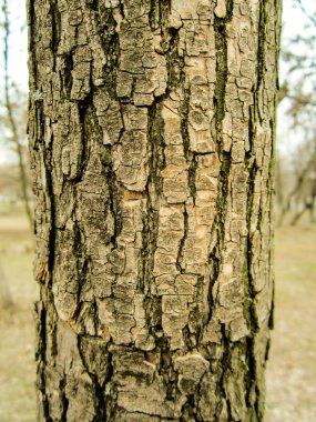 Doğal dokulu arka plan için eski kabuk