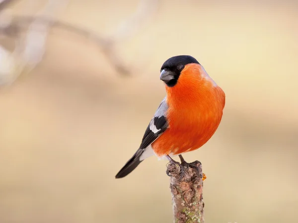 Das Vogel-Gimpelmännchen sitzt auf einem Ast eines Baumes — Stockfoto