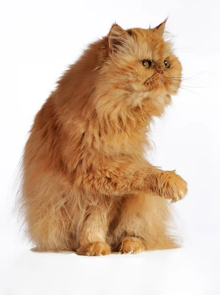 Red Persian cat stretches forward the right paw — Stock Photo, Image