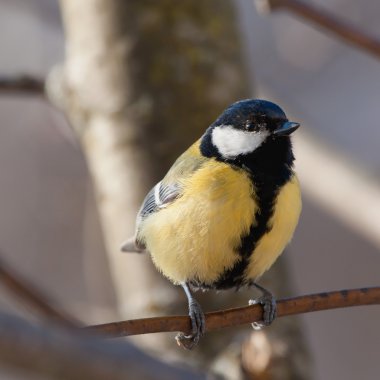büyük baştankara - parus büyük