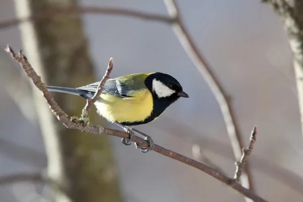 Gran Teta - Parus major —  Fotos de Stock