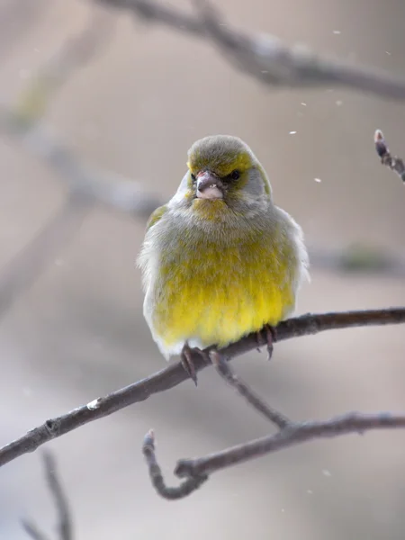 Grönfink i vinterdag — Stockfoto
