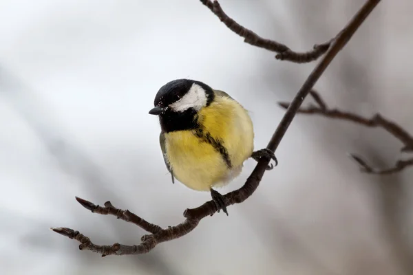 Great Tit - Parus major — Stock Photo, Image