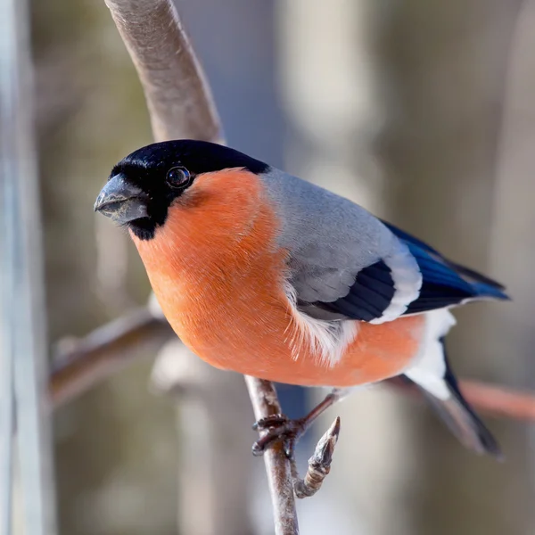 겨울에 멋쟁이 새의 일종 — 스톡 사진