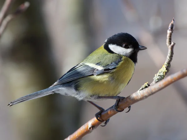 Great sit - parus major — стоковое фото