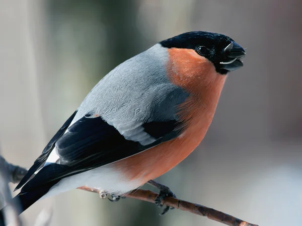 Gimpel im Winter — Stockfoto