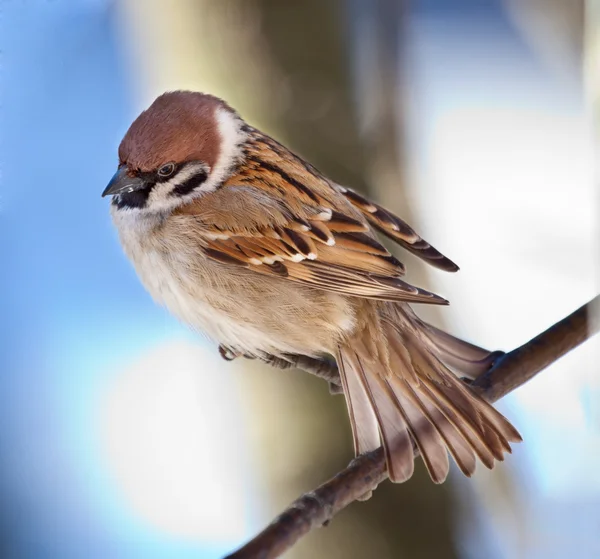 Sperling — Stockfoto