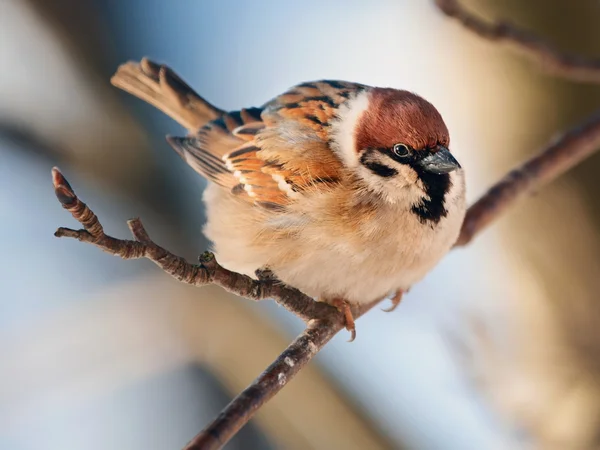 Sparrow — Stock Photo, Image