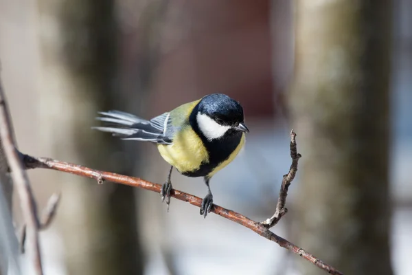 Great sit - parus major — стоковое фото