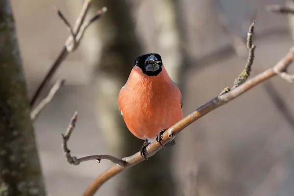 Bullfinch in winter — Stock fotografie