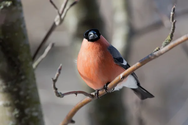 Bullfinch in winter — Stock Photo, Image