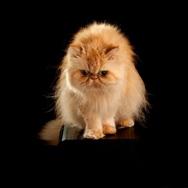 Ev yetişkin Fars kedisi kırmızı renk — Stok fotoğraf