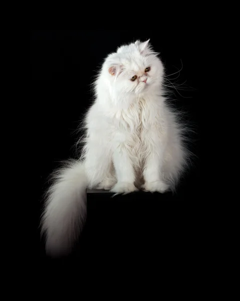 Adult house persisk katt av en vit färg — Stockfoto