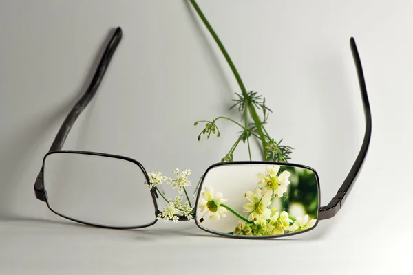 Divoké květiny přes sklo brýlí — Stock fotografie