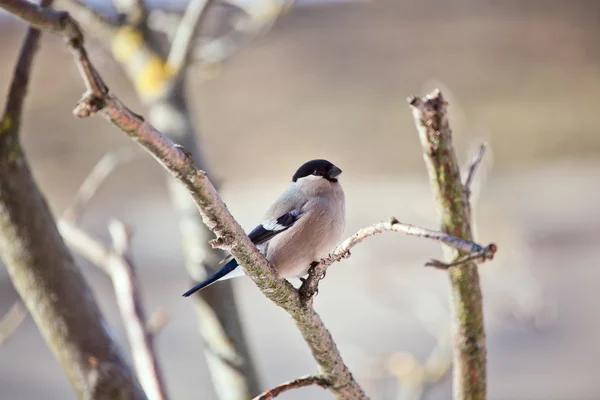 Ženské bullfinch v zimě — Stock fotografie