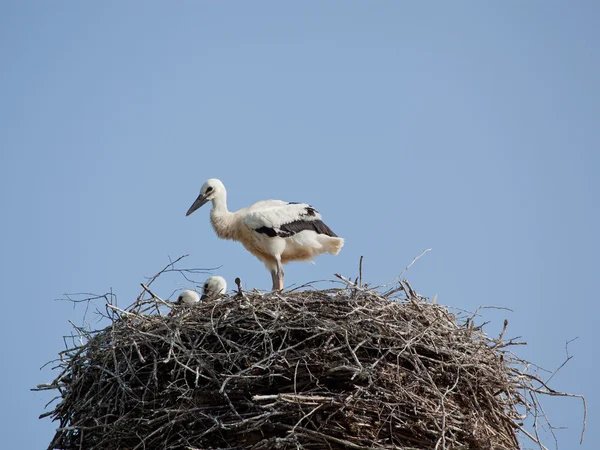 Cigüeña blanca bebé pájaros en un nido —  Fotos de Stock