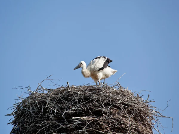 Bocian biały baby ptaki w gniazdo — Zdjęcie stockowe