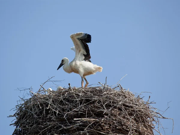 White stork baby birds in a nest — Stock Photo, Image