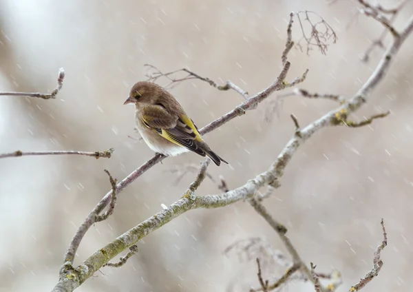 Grünfink am Wintertag — Stockfoto