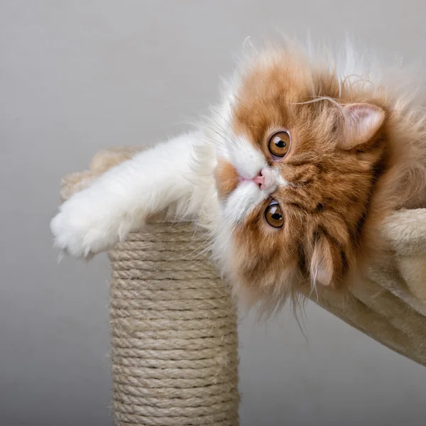 Casa Gatinho persa de cor vermelha e branca — Fotografia de Stock