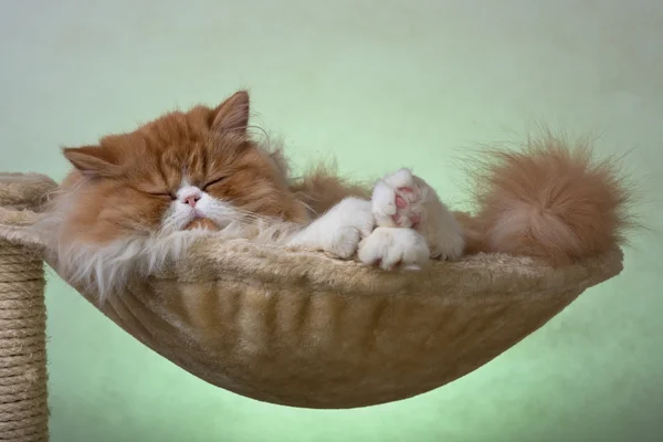 빨간색과 흰 색의 집 페르시아 새끼 고양이 — 스톡 사진