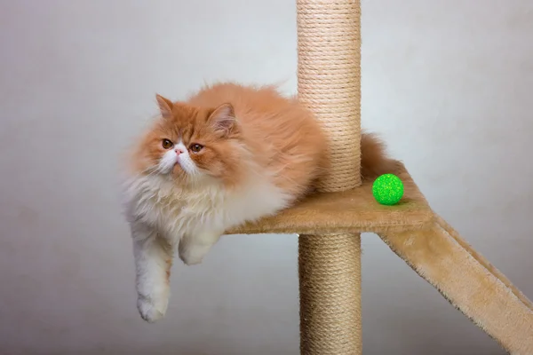 Haus persisches Kätzchen von roter und weißer Farbe — Stockfoto