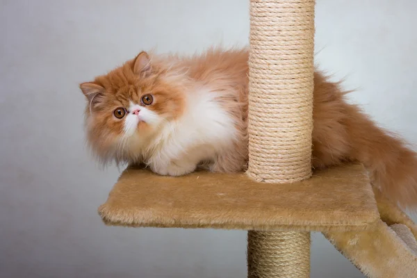 House Persian kitten Of Red and White Color — Stock Photo, Image