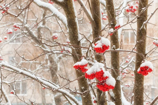 Clusters of berries mountain ash with stuck snow — Stock Photo, Image
